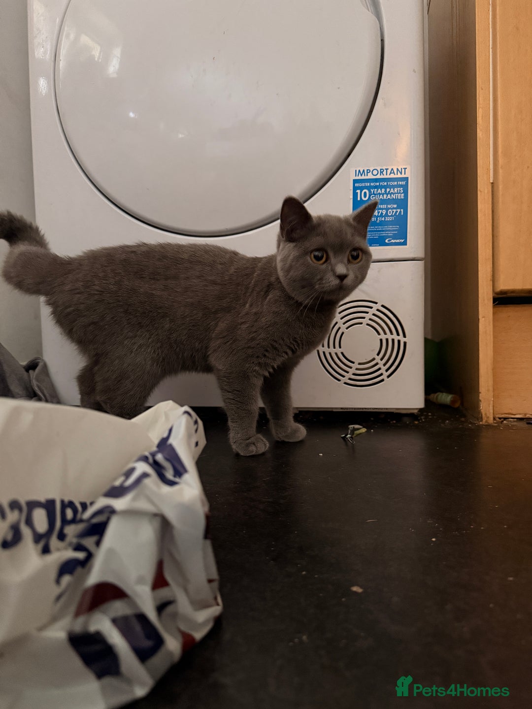 British Shorthair cats for sale: British shorthair female for sale  - Advert 3