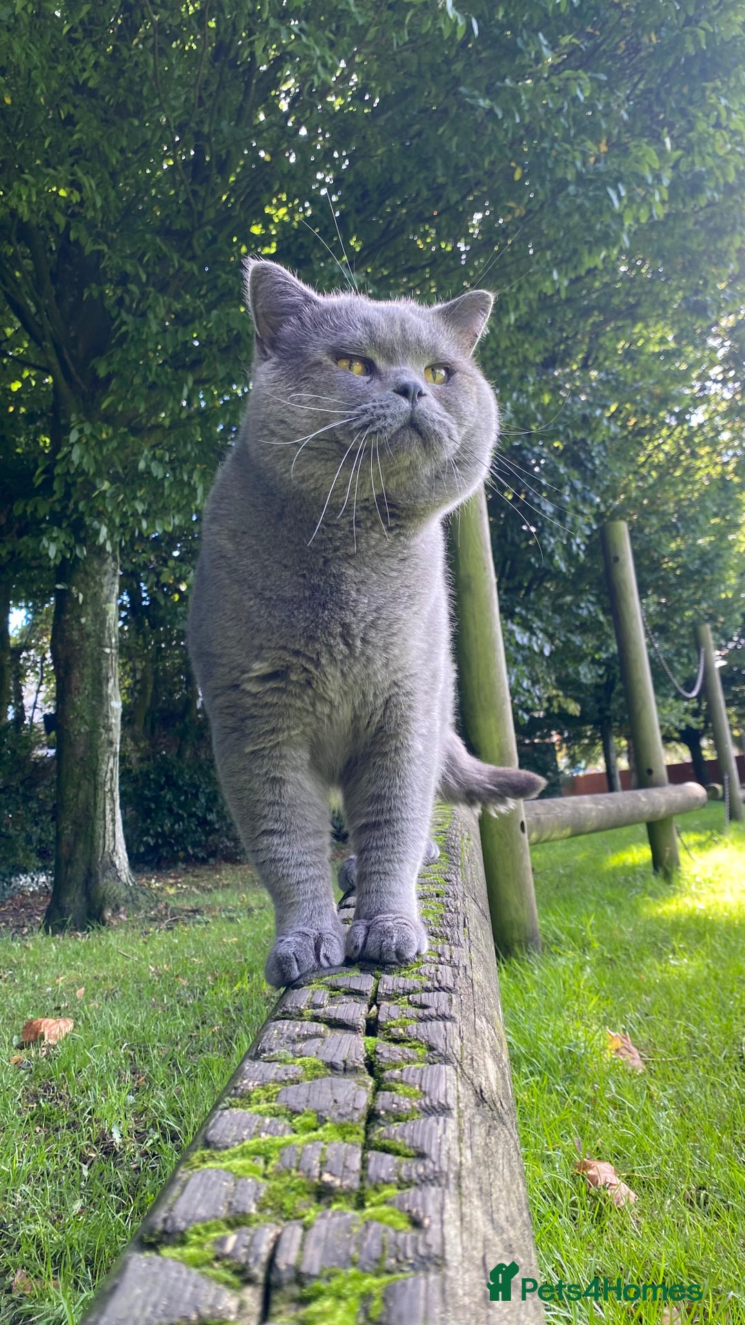 British Shorthair cats for stud: Meet Leo, Active Registered GCCF BHS Stud in Clitheroe - Advert 16