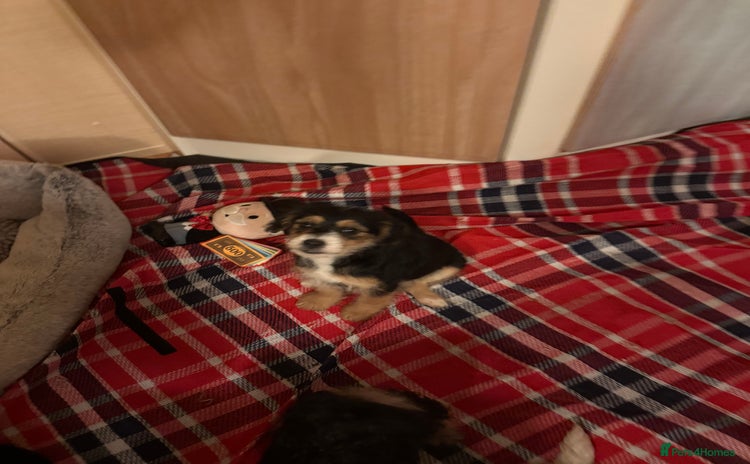 Jackapoo dogs - Advert 1