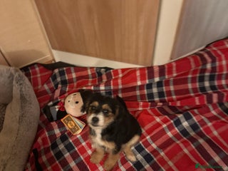 Jackapoo dogs - Advert 3