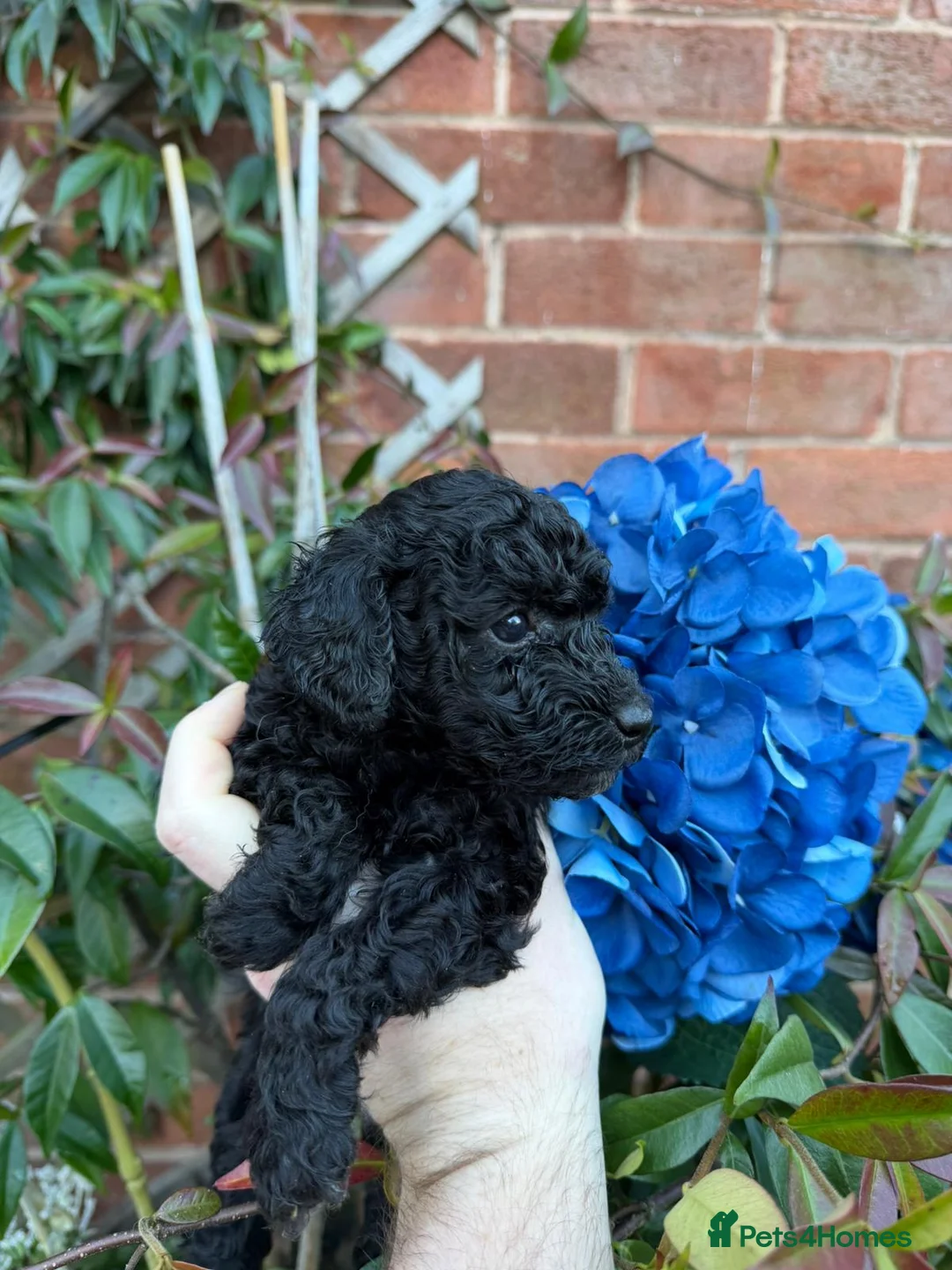 Toy Poodle dogs for sale: ⭐Quality KC Toy Poodle Pups⭐ - Advert 4
