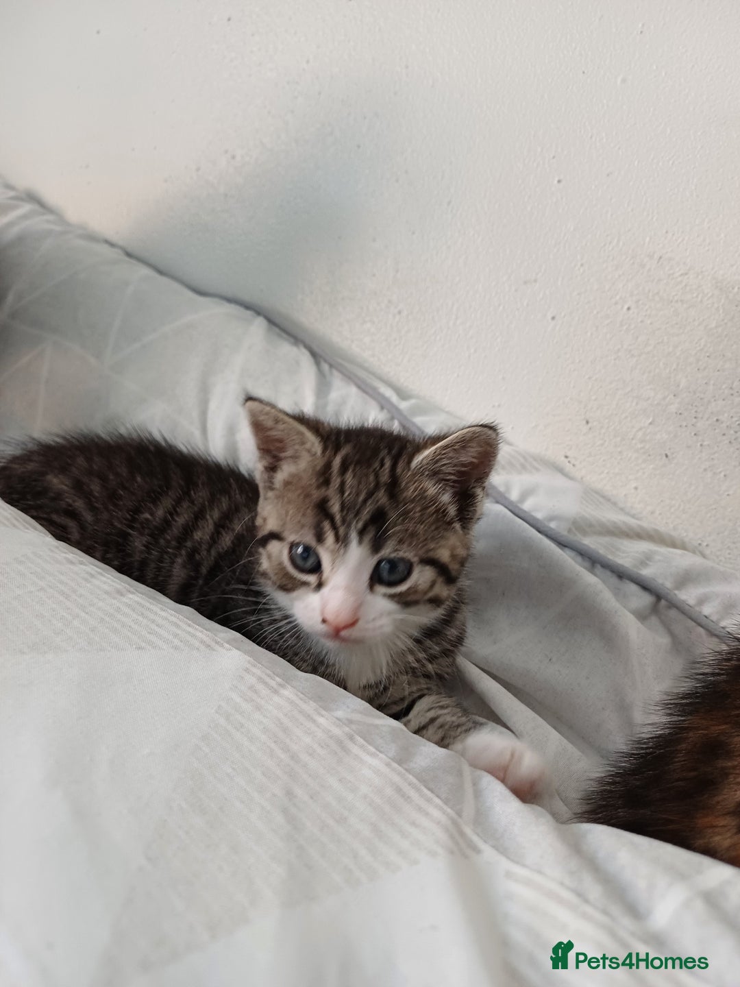 Mixed Breed cats for sale: Beautiful kittens - Image 22