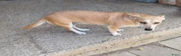 Mixed Breed dogs for adoption: Mimi, 4yrs approx. Available for adoption. in Brixham - Advert 5