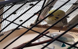Budgerigars birds for sale: Breeding pair of budgies - Image 3