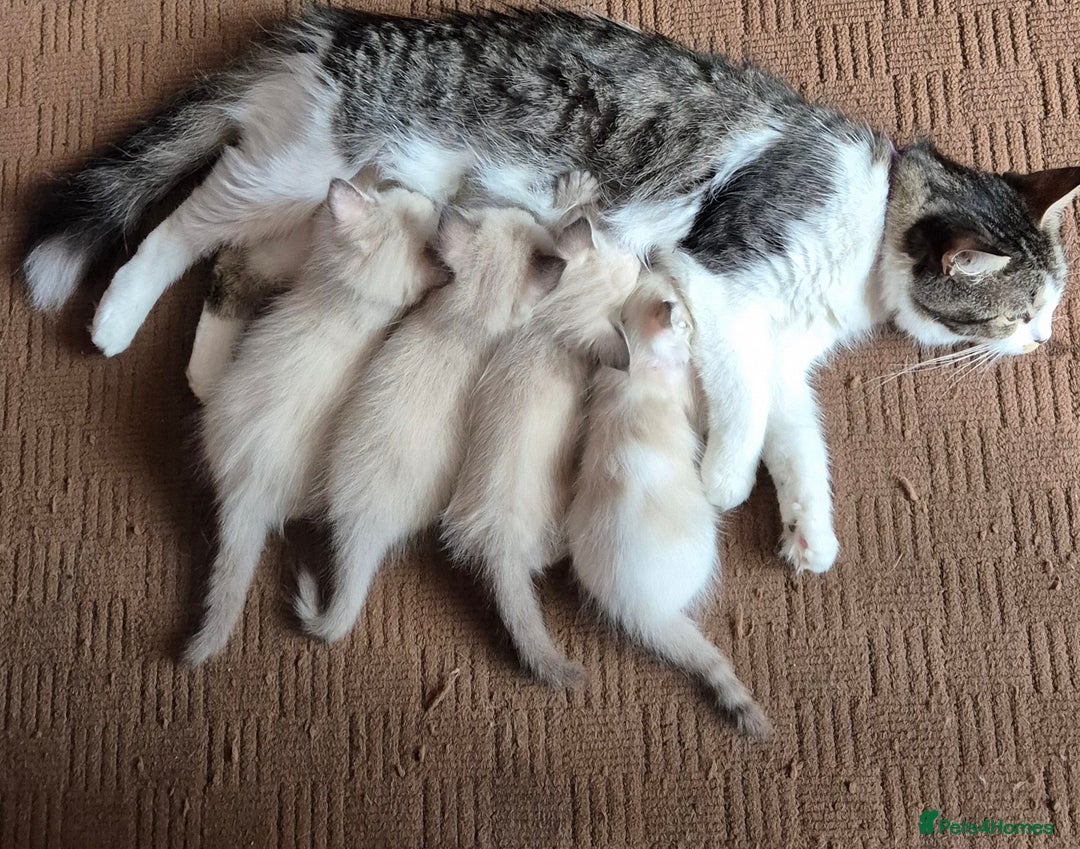 Turkish Angora cats for sale: Turkish angora  - Image 2