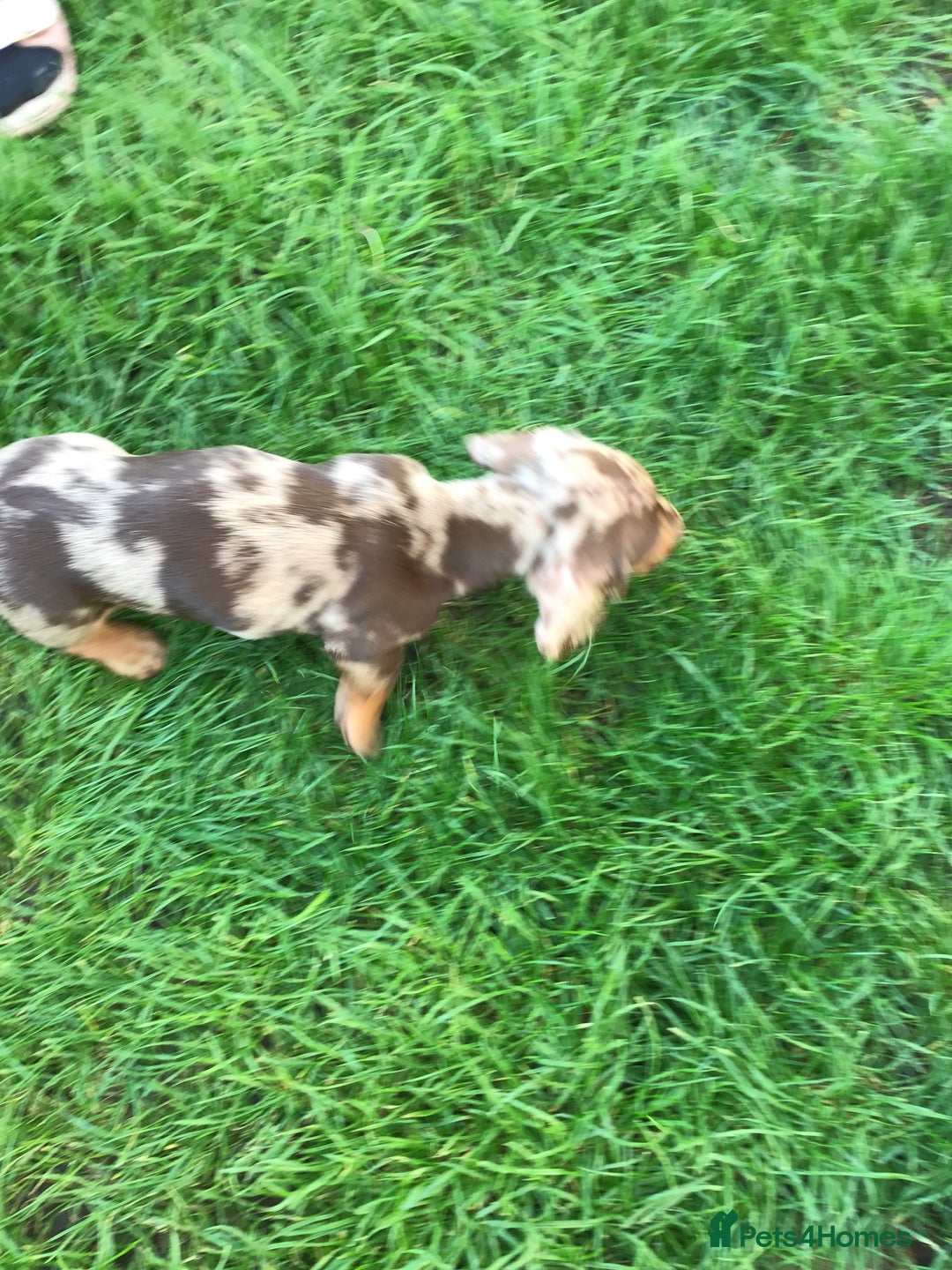 Dachshund dogs for sale: Miniature Dachshund (smooth Haired) - Image 5