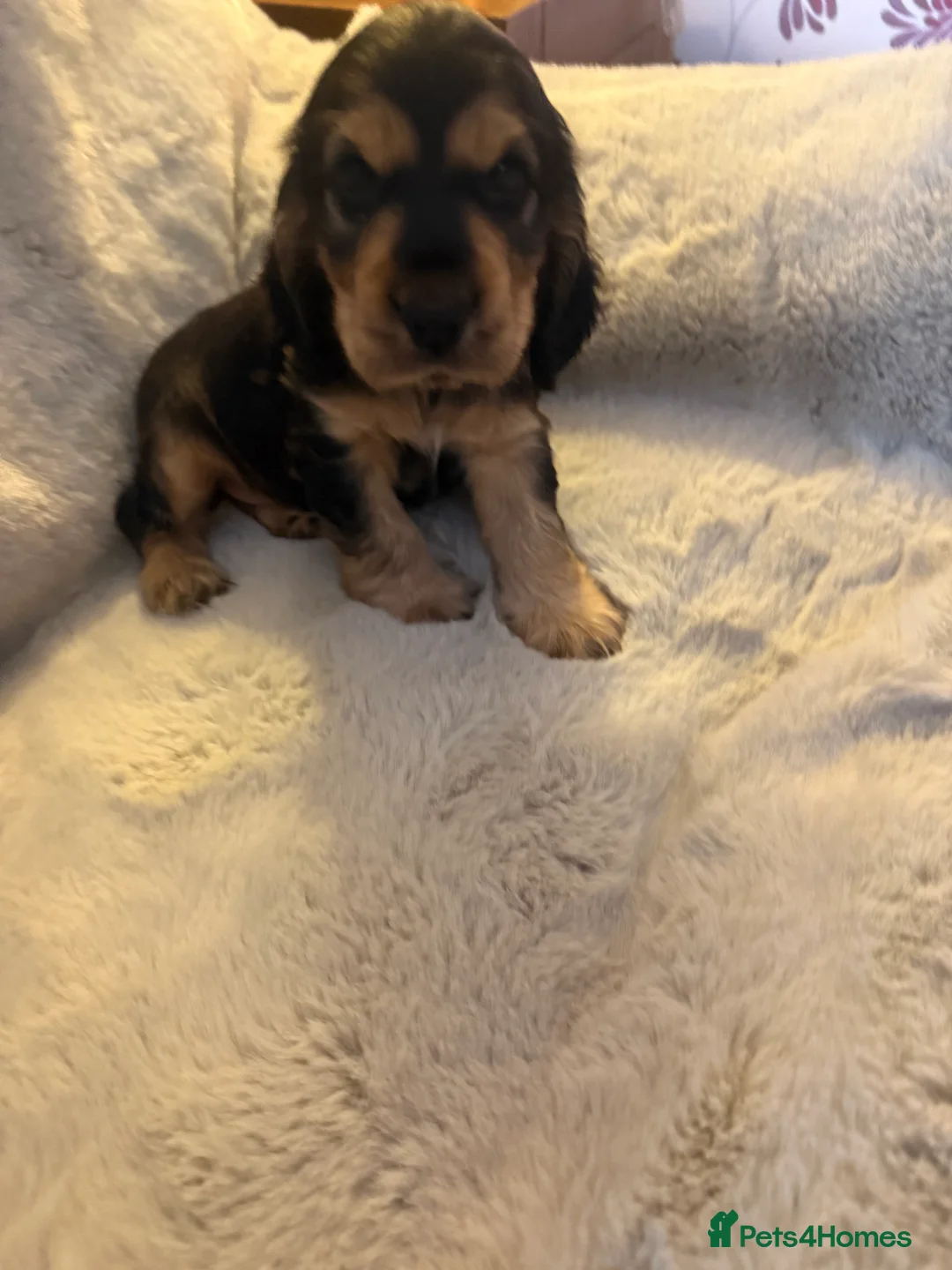 Cocker Spaniel dogs for sale: Cocker spaniel Show type - Advert 8