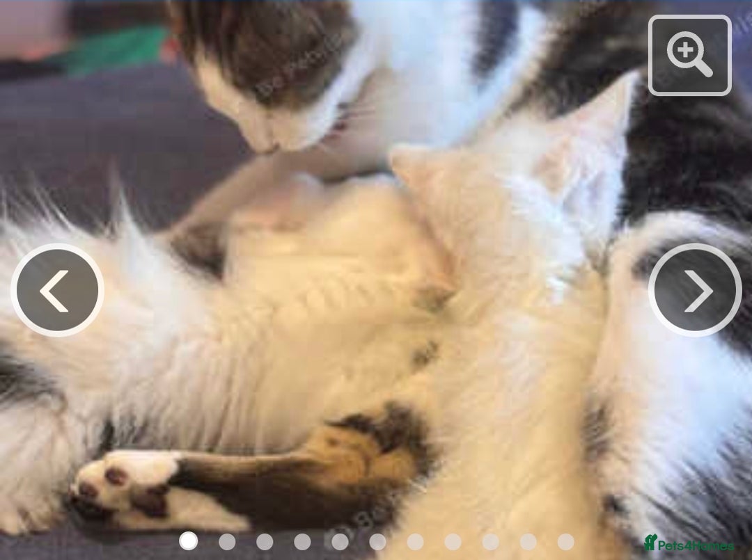 Mixed Breed cats for sale: Female white and tabby spot kitten - Image 5