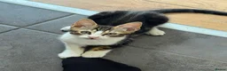 Mixed Breed cats for sale: READY FOR LOVING HOME - Advert 4