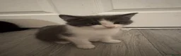 Domestic Shorthair cats for sale: 5 Stunning Kittens ready to reserve - Advert 9