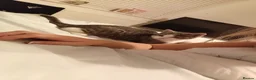 Mixed Breed cats for sale: Ivyyy in Stockton-on-Tees - Advert 4