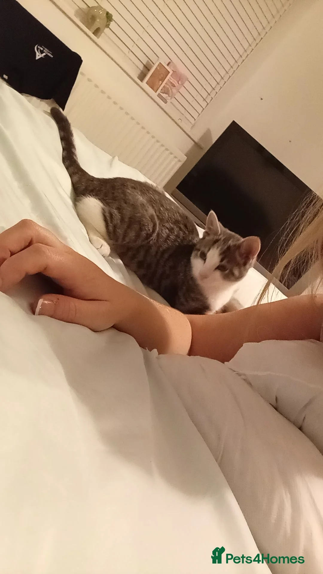 Mixed Breed cats for sale: Ivyyy in Stockton-on-Tees - Advert 4