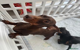 Miniature Dachshund dogs for sale: 3 male miniature dachshunds Black and Tan  - Image 2
