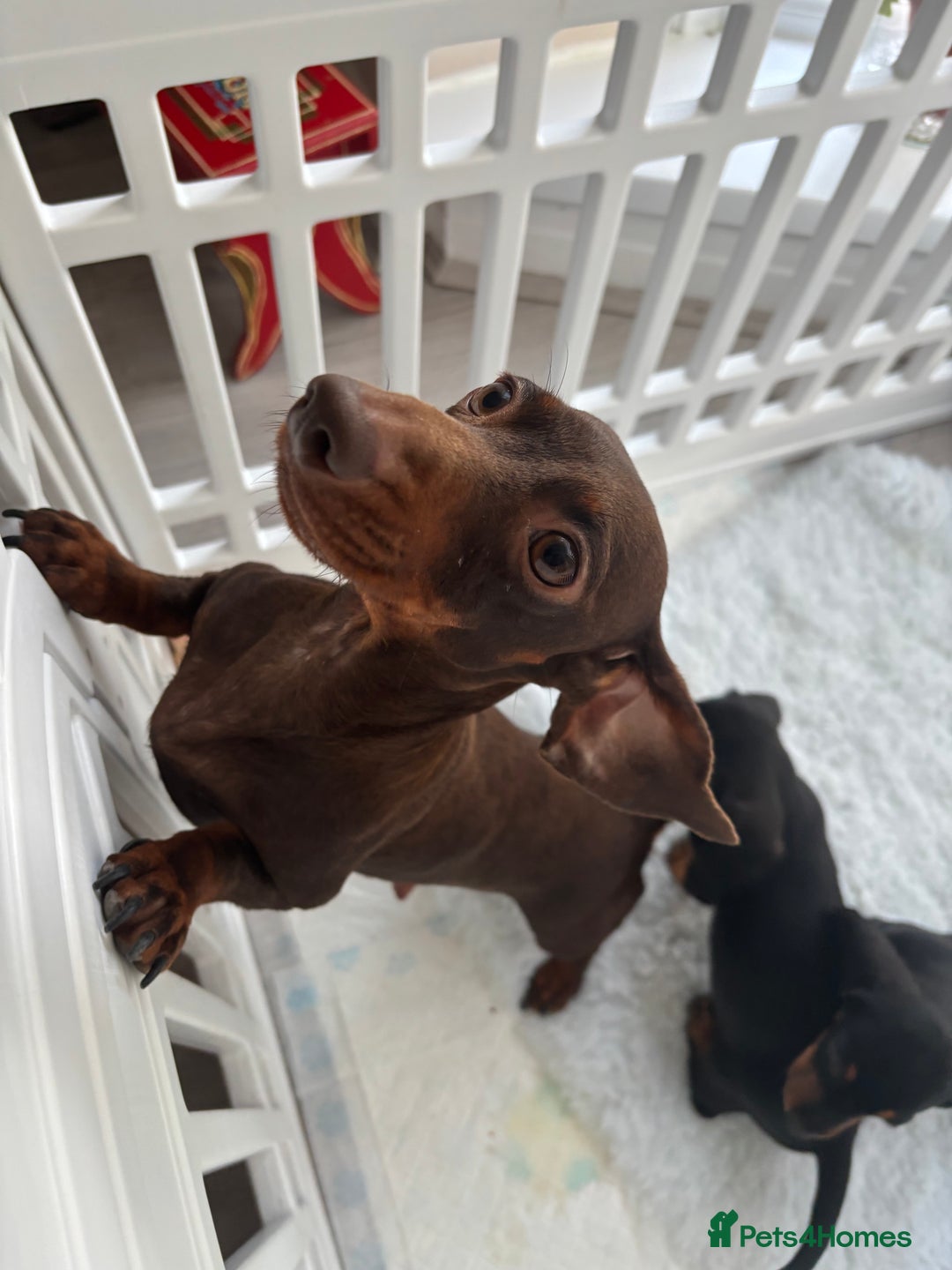 Miniature Dachshund dogs for sale: 3 male miniature dachshunds Black and Tan  - Image 2