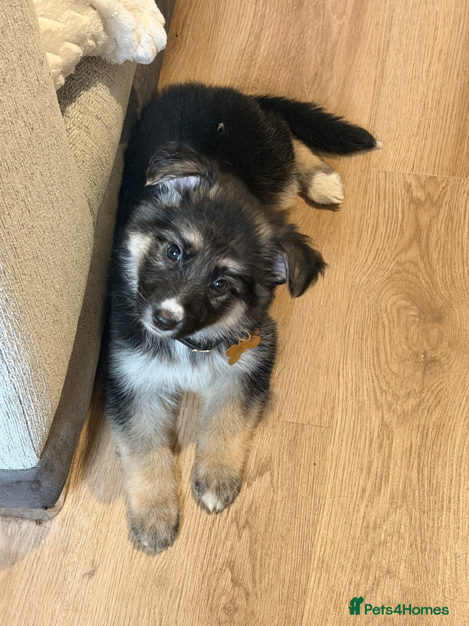 German Shepherd dogs ✨⭐️1 FEMALE ! - KC REGISTERED GSD PUPS⭐️✨ - Advert 3