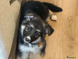 German Shepherd dogs ✨⭐️1 FEMALE ! - KC REGISTERED GSD PUPS⭐️✨ - Advert 3