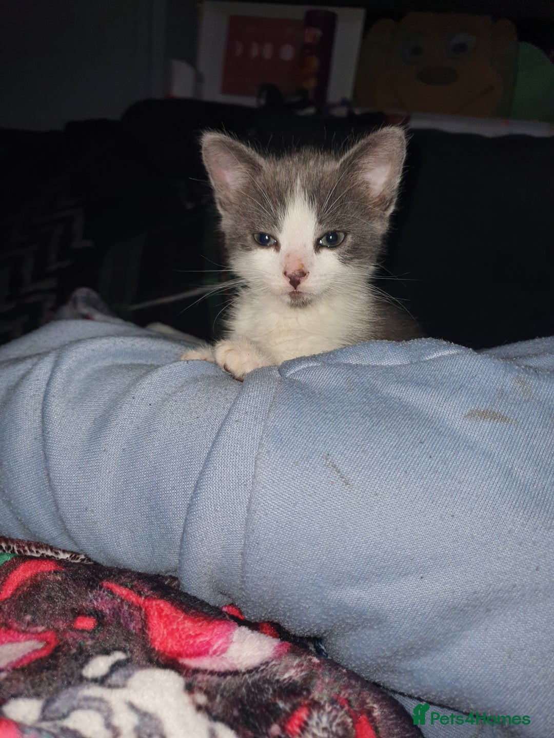 Mixed Breed cats for sale: One little boy - Advert 3