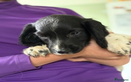 English Springer Spaniel dogs for sale: KC Registered English springer spaniel puppies. - Image 36