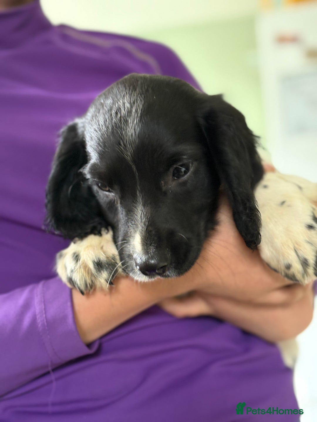 English Springer Spaniel dogs for sale: KC Registered English springer spaniel puppies. - Image 36