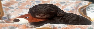 Sproodle Puppy 5
