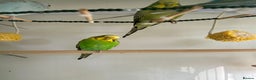 Budgerigars birds for sale: Budgies for sale  - Advert 17