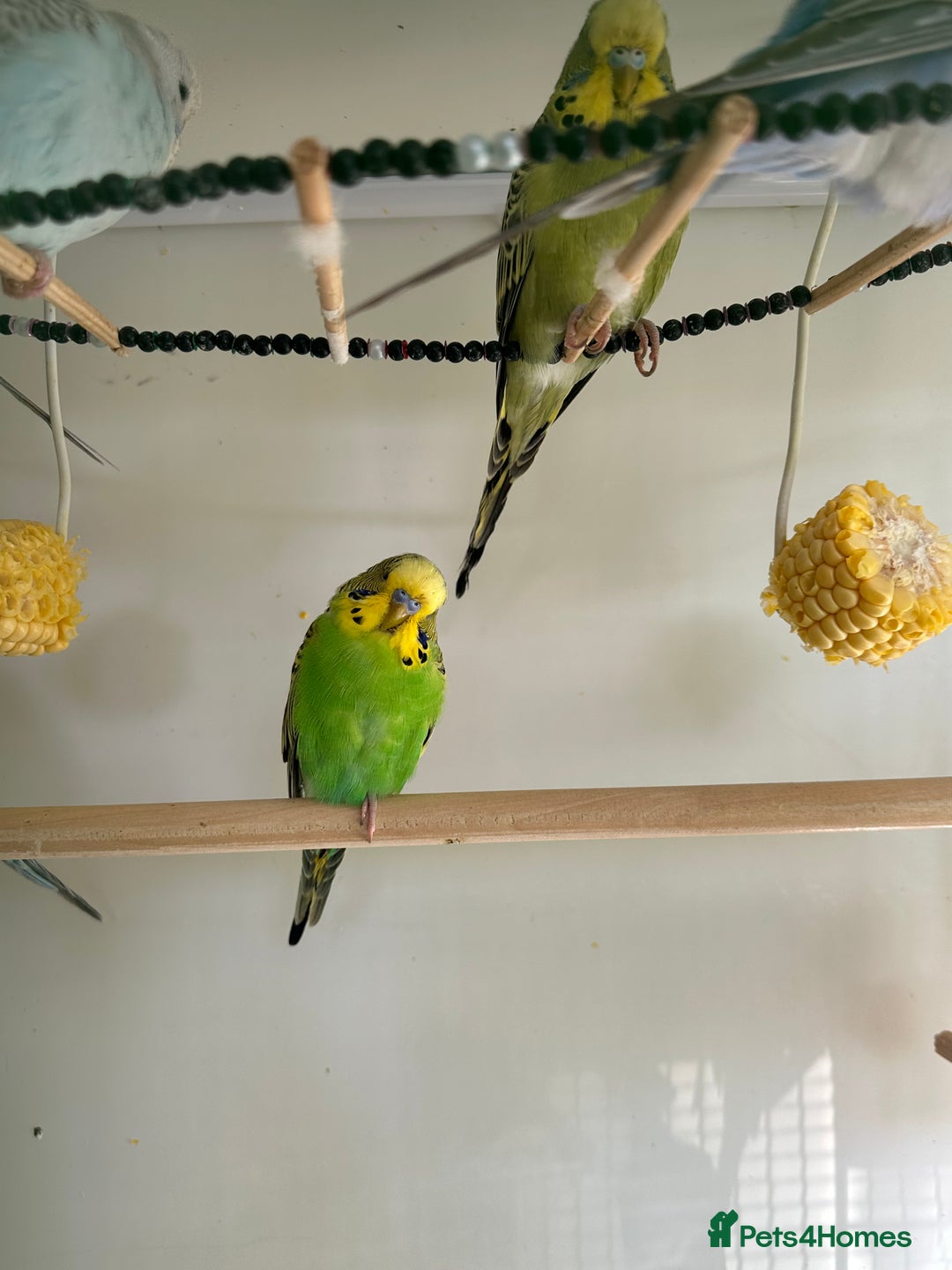Budgerigars birds for sale: Budgies for sale  - Advert 17