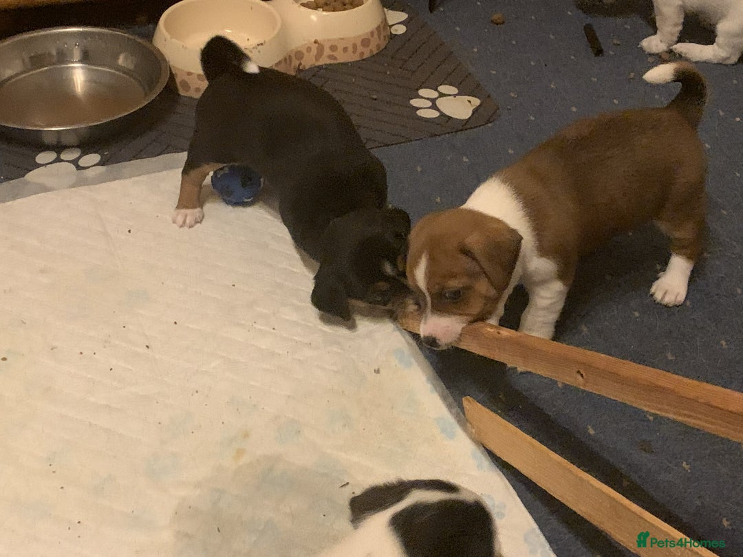Jack Russell dogs for sale: Jack russell puppys - Advert 4