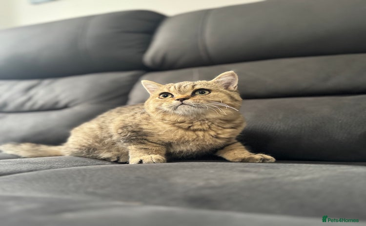 British Shorthair cats - Advert 5