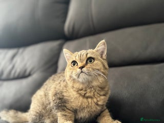 British Shorthair cats - Advert 6
