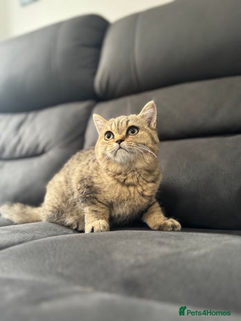 British Shorthair cats - Advert 5