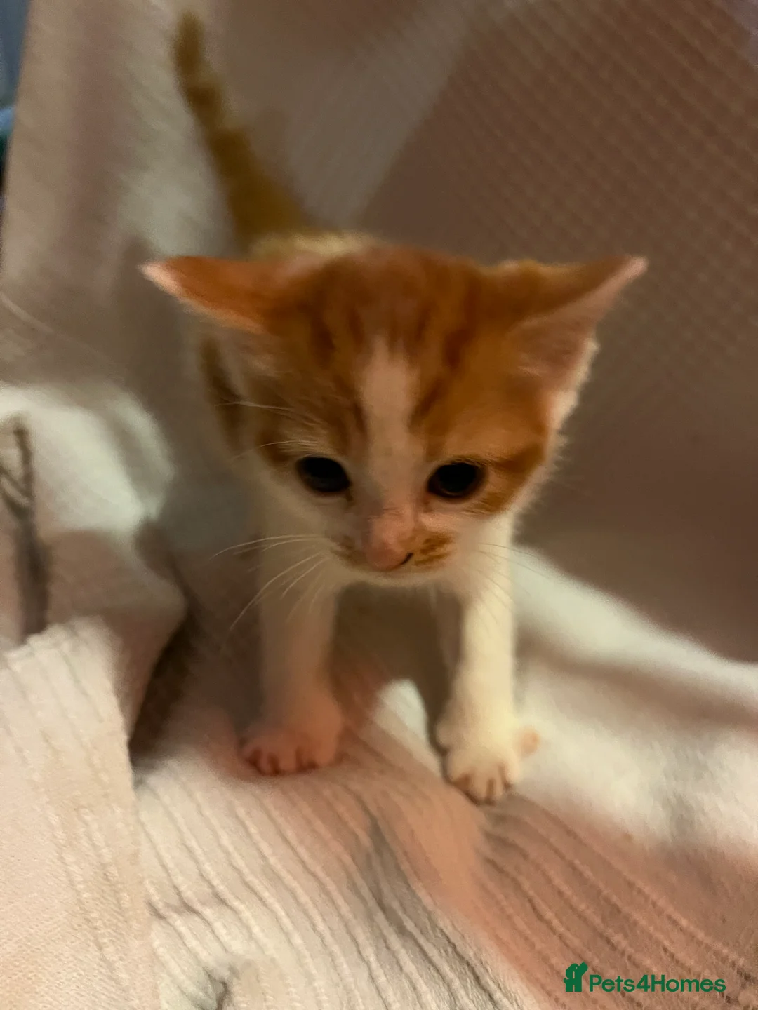Mixed Breed cats for sale: Beautiful ginger kittens  - Advert 7