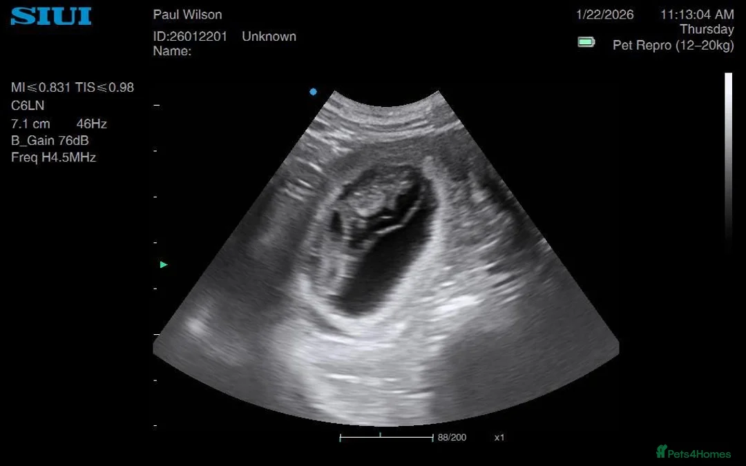 Golden Retriever dogs for sale: Low inbreeding coefficient puppies due soon  - Advert 4