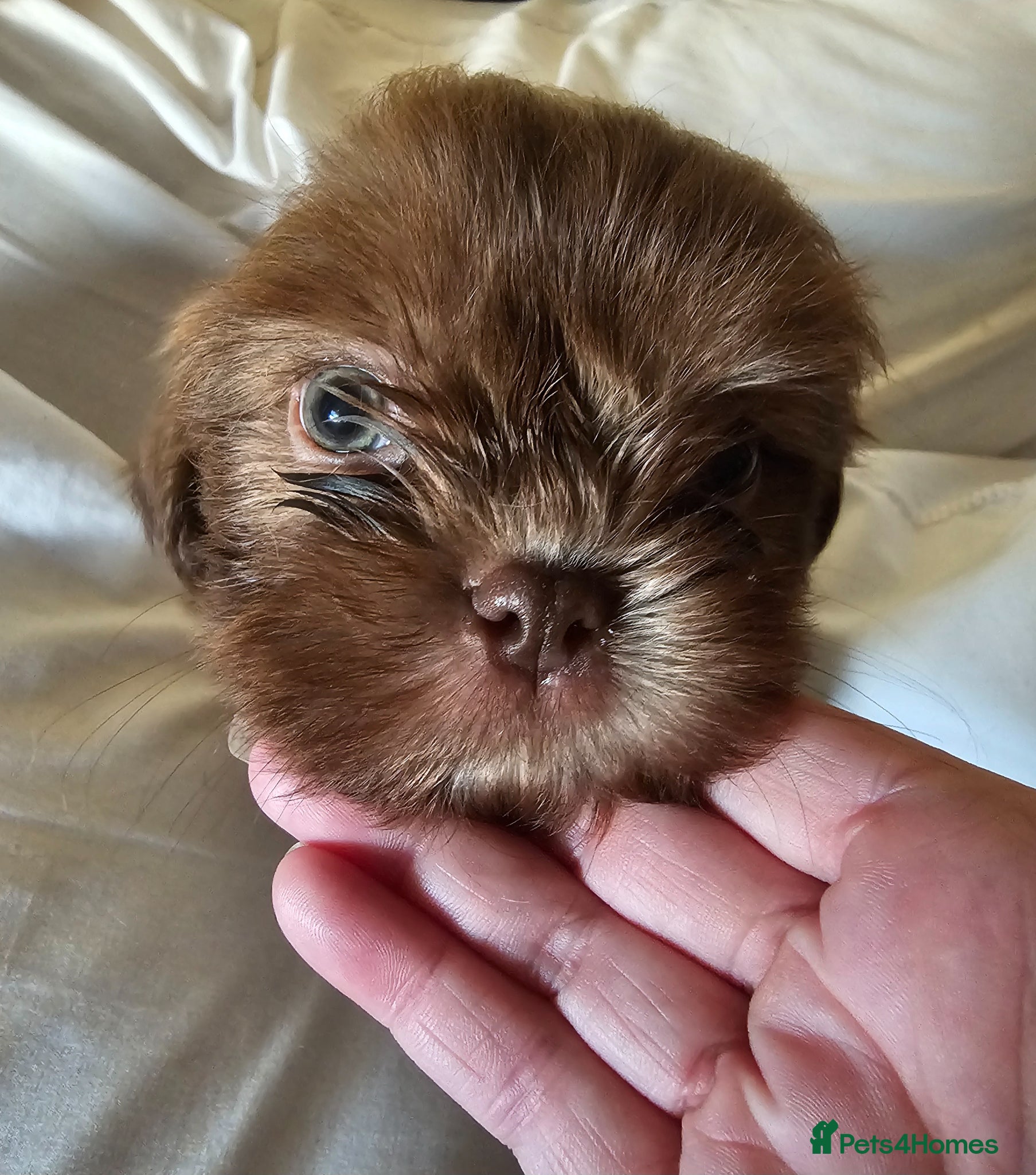 Shih Tzu dogs for sale: Choc Liver Shih Tzu puppies - Advert 11