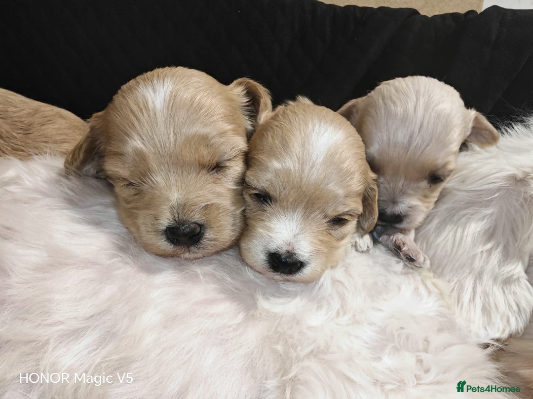 Maltipoo dogs for sale: Miniature Maltipoo Ready to leave soon - Advert 9