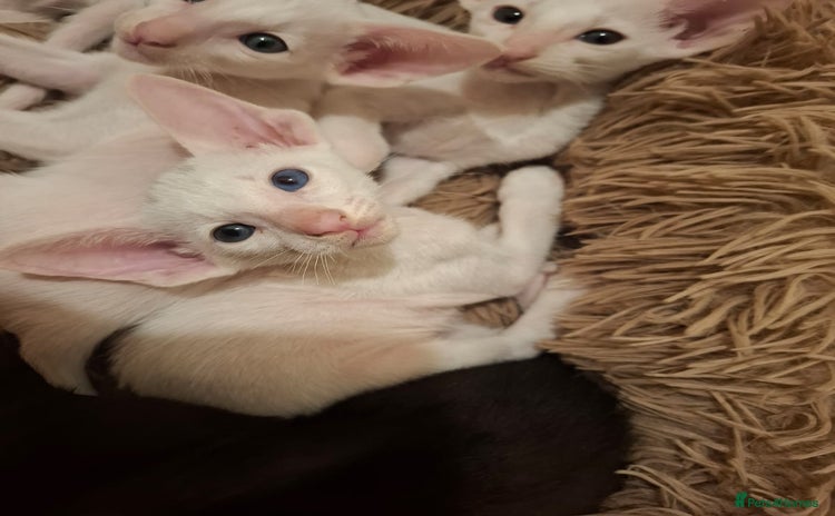 Oriental cats - Advert 1
