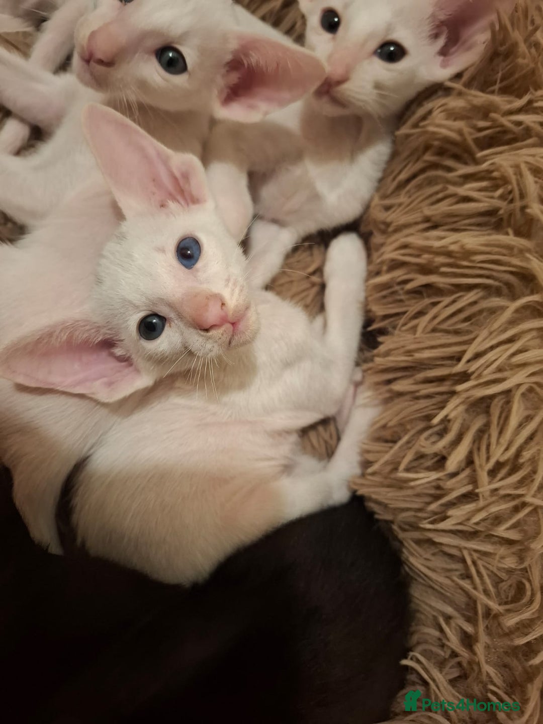 Oriental cats for sale: Stunning oriental kittens  - Image 1