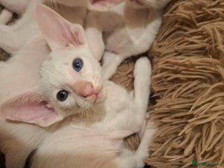 Oriental cats - Advert 5