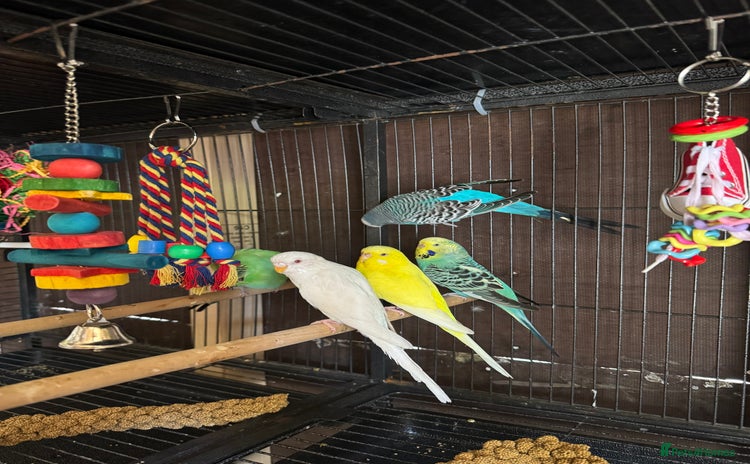 Budgerigars birds - Advert 1