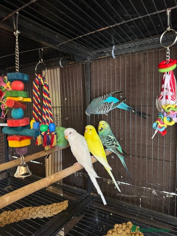 Budgerigars birds - Advert 3