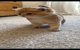 British Shorthair cats for sale: Gccf NY12 kittens world champion lines - Advert 13