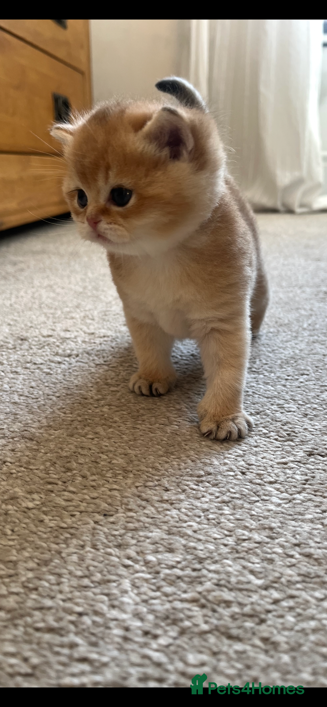 British Shorthair cats for sale: Gccf NY12 kittens world champion lines - Advert 13