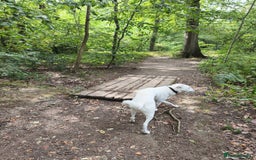 Mixed Breed dogs for sale: Young female Labrador cross for adoption  - Image 7