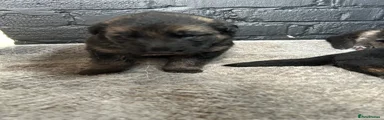 German Shepherd 6