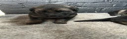 German Shepherd dogs for sale: German shepherd puppies  in Cardiff - Advert 6