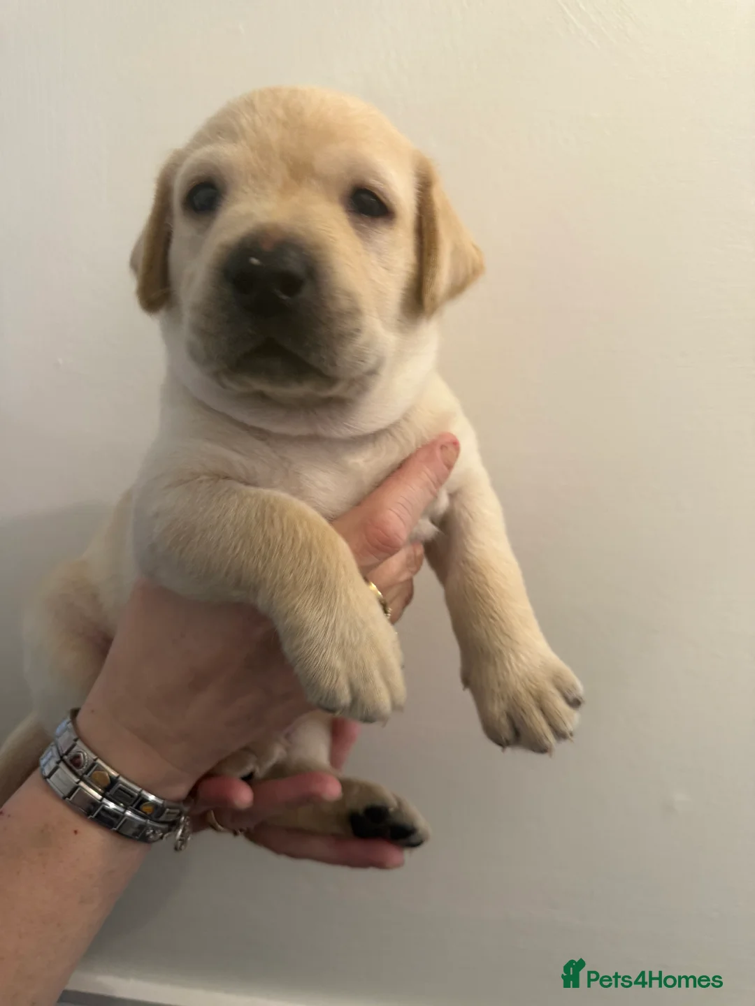 Labrador Retriever dogs for sale: KC Registered Labrador Puppies  - Advert 11