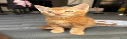 Mixed Breed cats for sale: Adorable Kittens Looking for Loving Homes!  - Advert 28