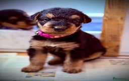 Airedale Terrier dogs for sale: ⭐️⭐️ ADORABLE KC REGISTERED  PUPS ⭐️⭐️ - Image 9