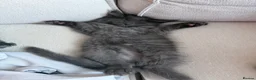 Maine Coon cats for sale: maine coon kittens  - Advert 5