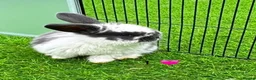 French Lop rabbits for sale: Pure French lop - Advert 1