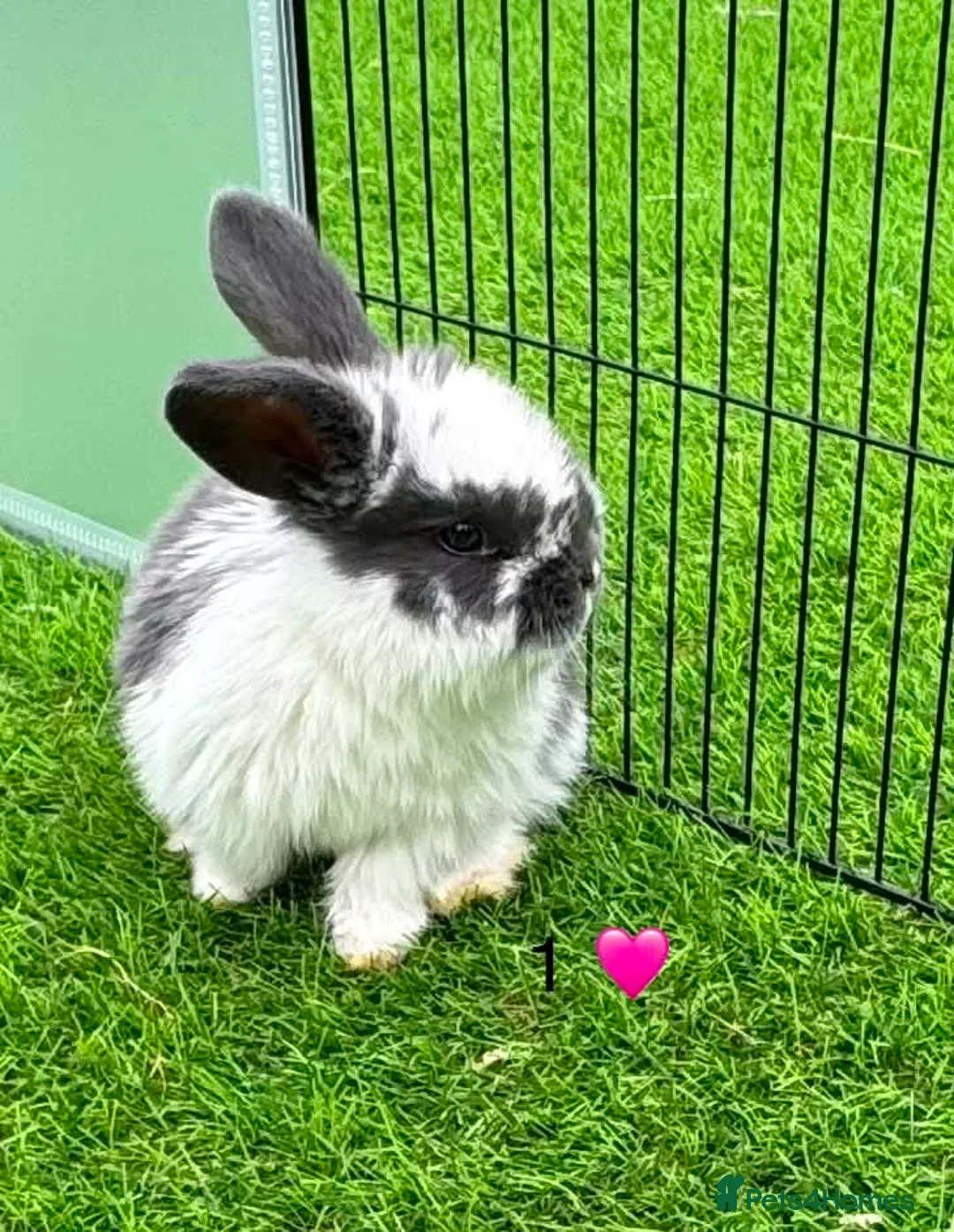 French Lop rabbits for sale: Pure French lop - Advert 1